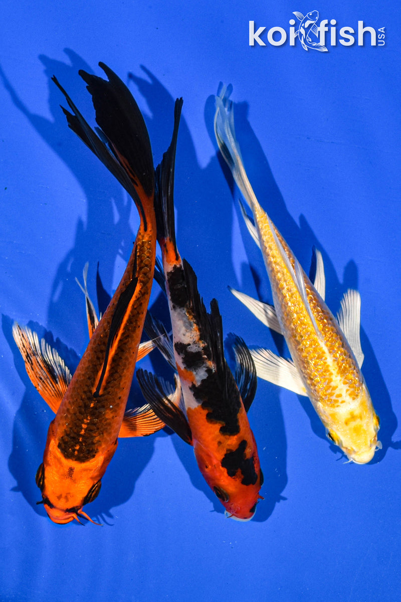 (3) 5-6" BUTTERFLY KOI