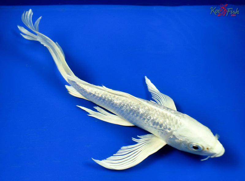 9" GINRIN PLATINUM OGON BUTTERFLY