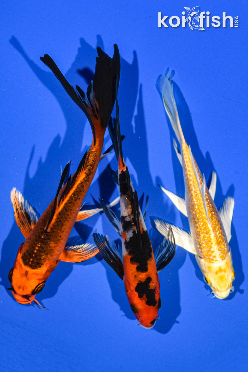 (3) 5-6" BUTTERFLY KOI