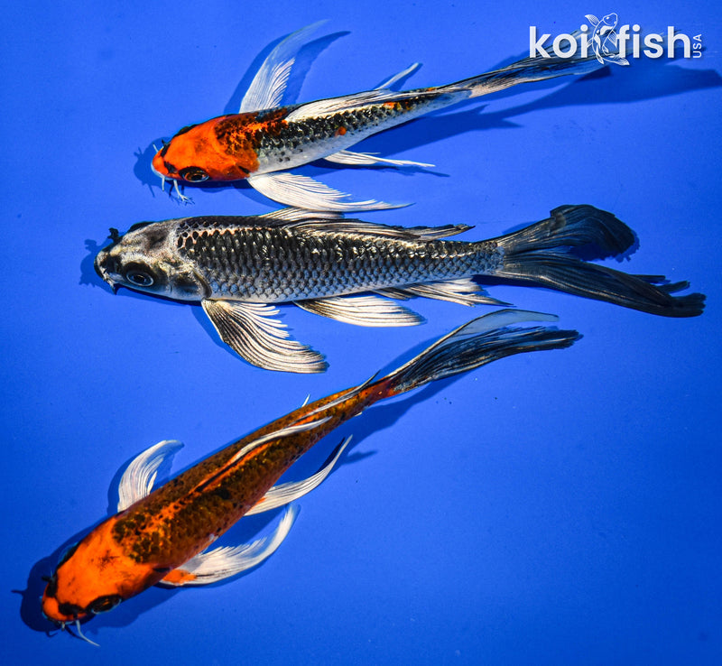 (3) 6-7" BUTTERFLY KOI