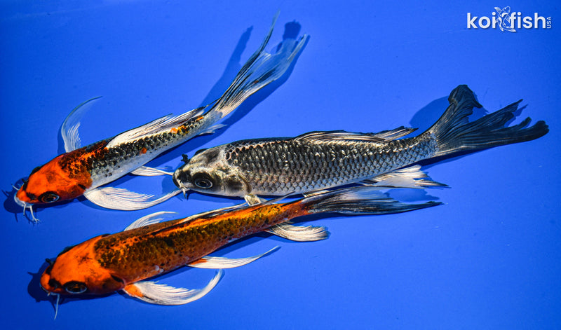 (3) 6-7" BUTTERFLY KOI