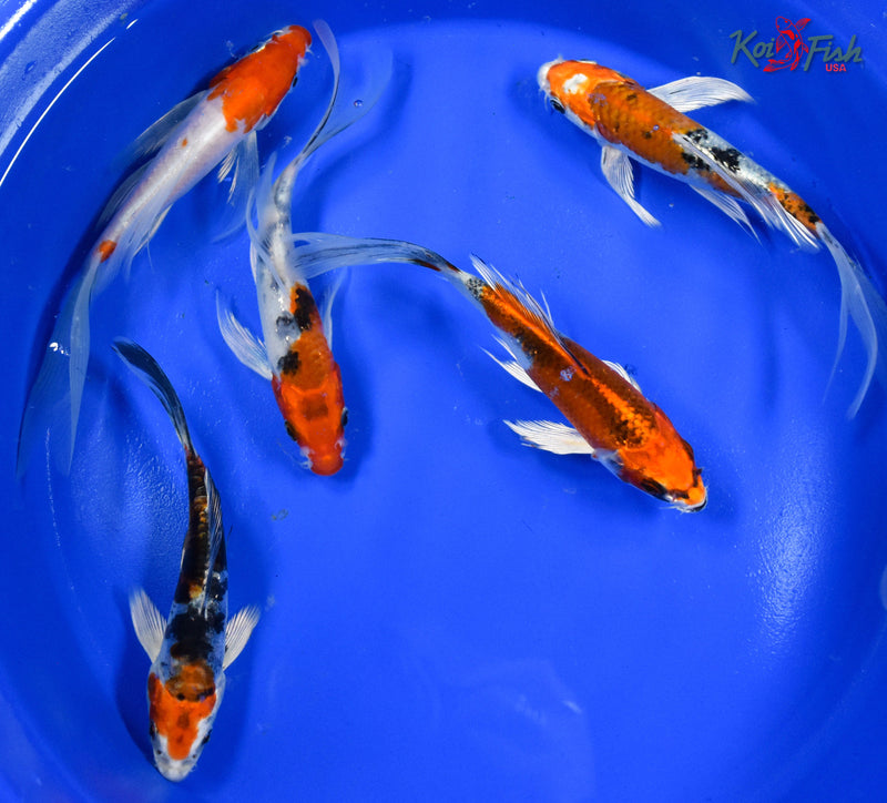 LOT OF (5) 4-5" ASSORTED BUTTERFLY KOI