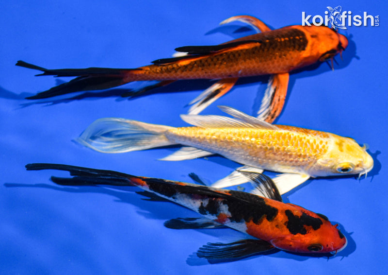 (3) 5-6" BUTTERFLY KOI