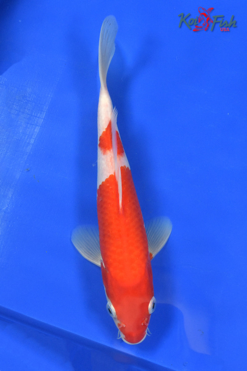 9" KOHAKU