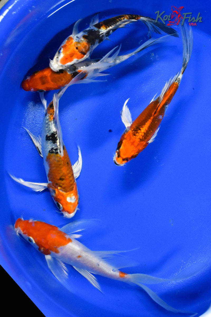 LOT OF (5) 4-5" ASSORTED BUTTERFLY KOI