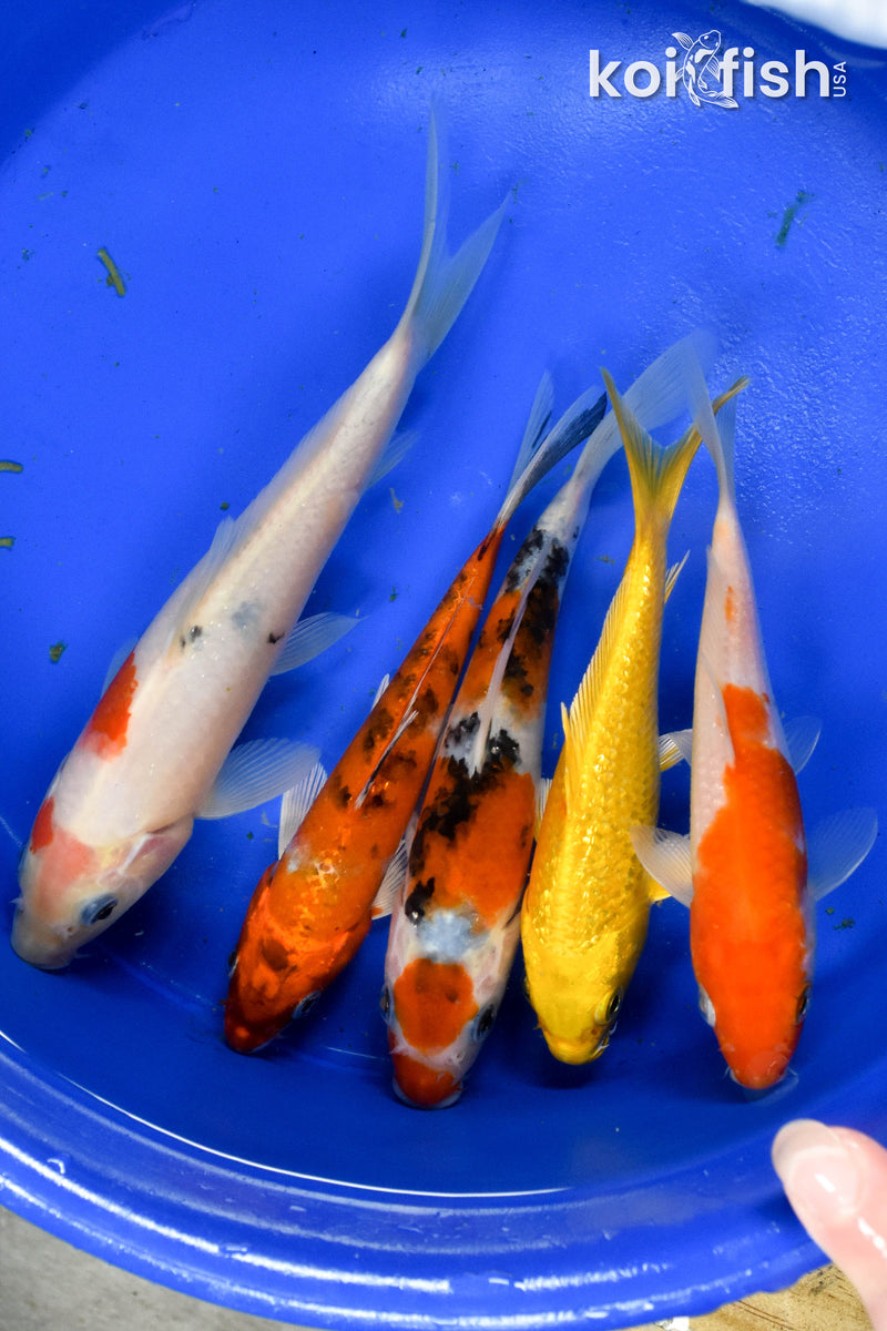 Exact Fish - Lot of (5) Assorted 5-7" Koi