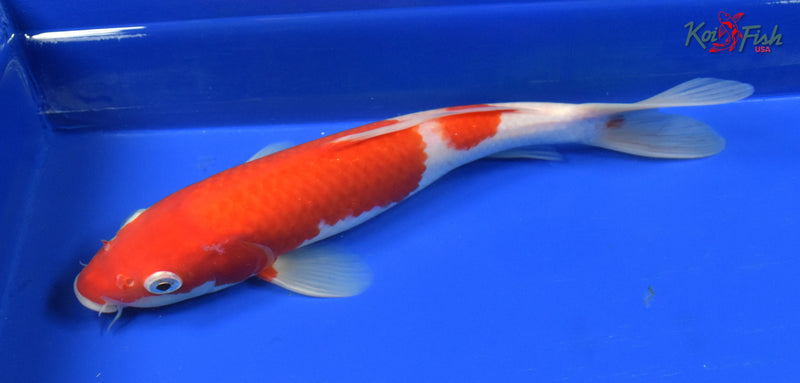 9" KOHAKU