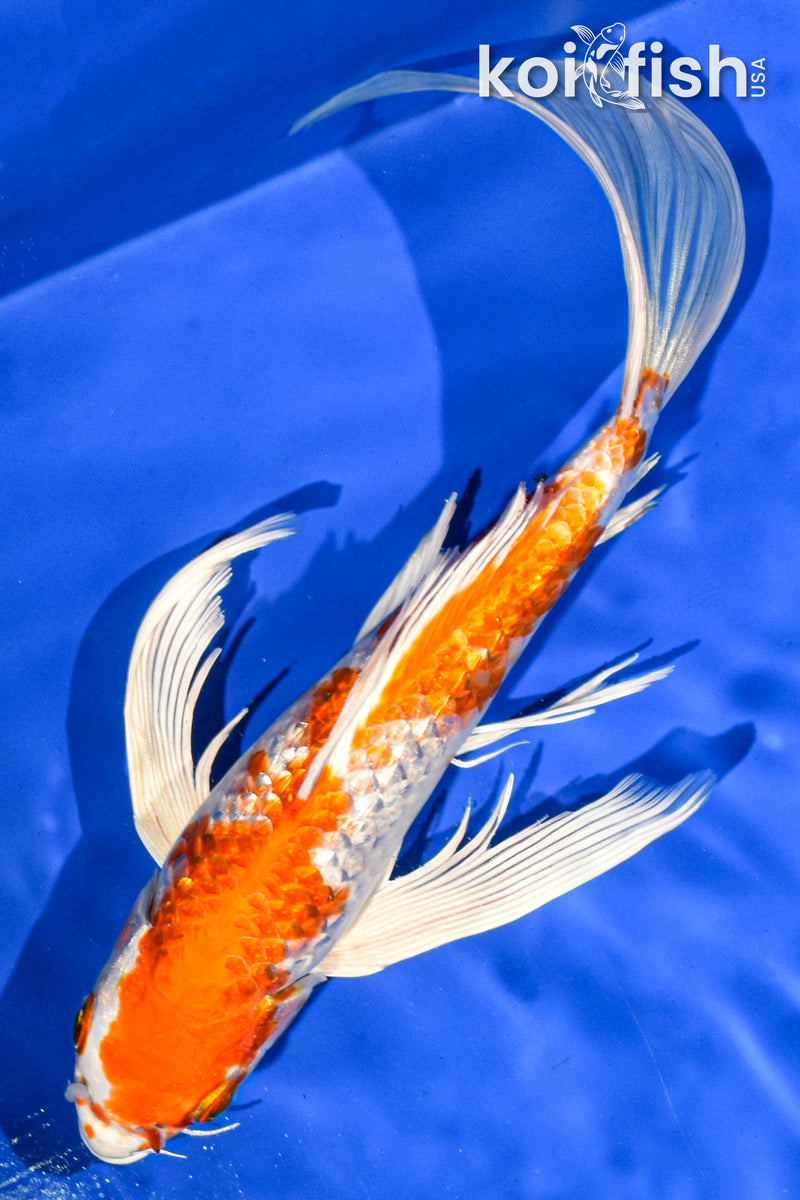 9.5" GINRIN HARIWAKE BUTTERFLY