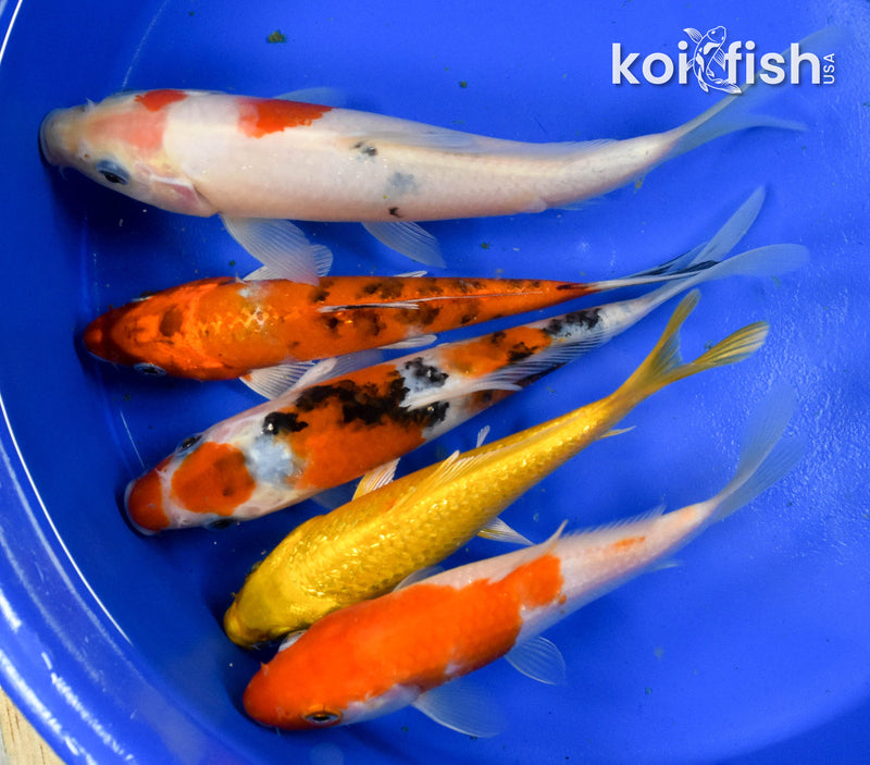 Exact Fish - Lot of (5) Assorted 5-7" Koi