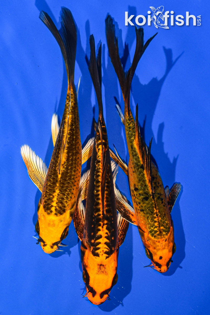 (3) 6-7" BUTTERFLY KOI