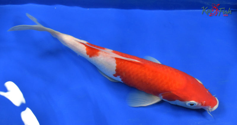 9" KOHAKU