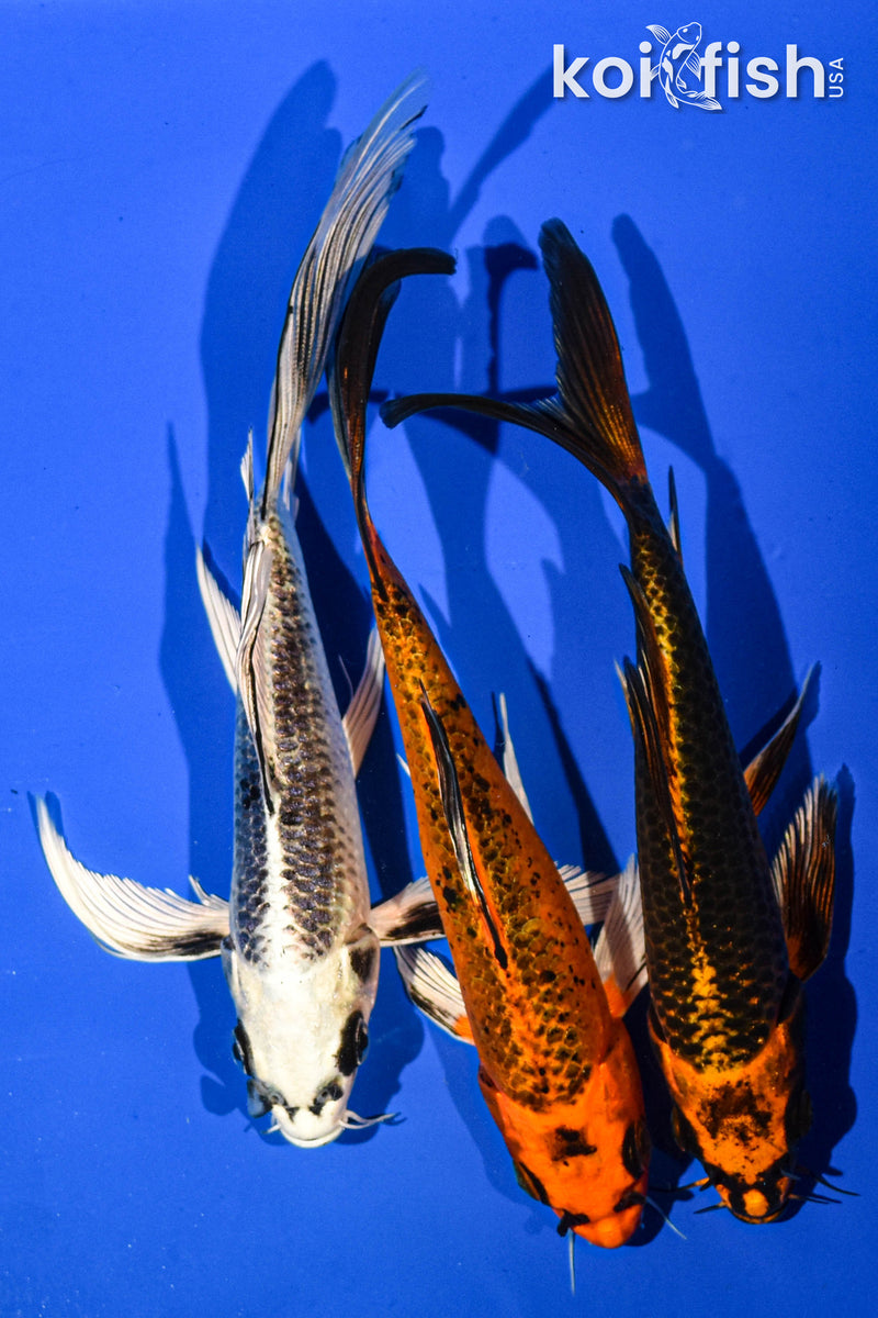 (3) 7-8" BUTTERFLY KOI