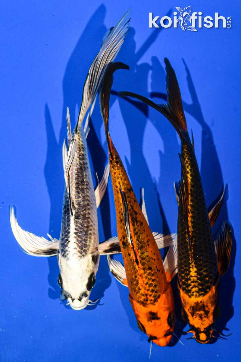 (3) 7-8" BUTTERFLY KOI