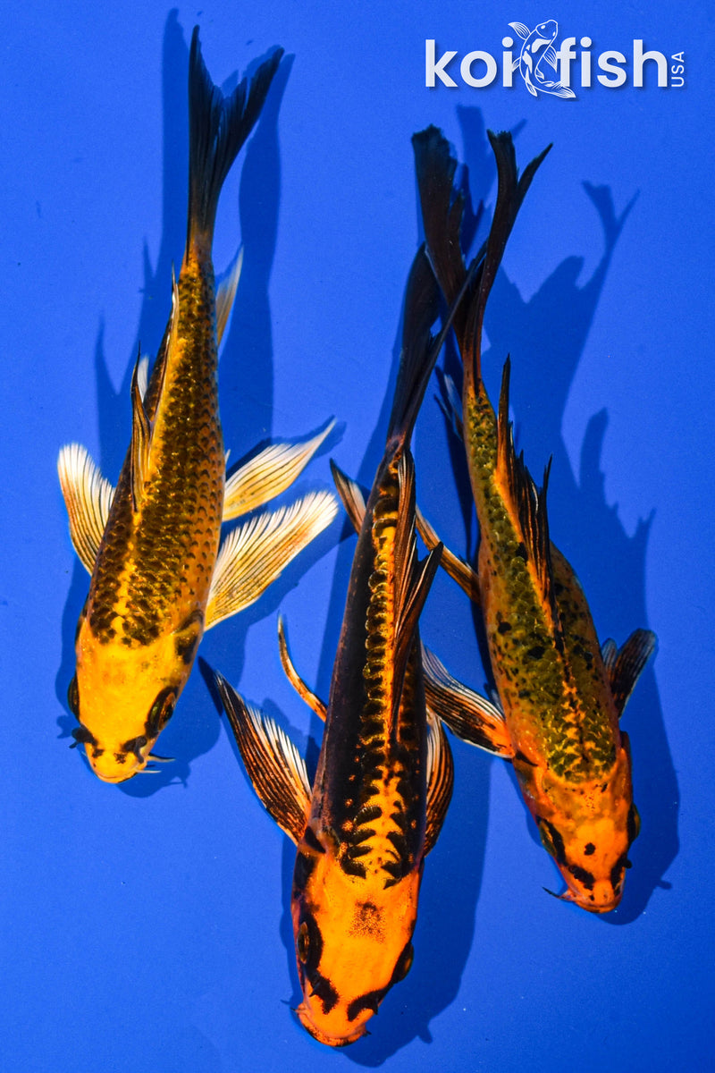 (3) 6-7" BUTTERFLY KOI