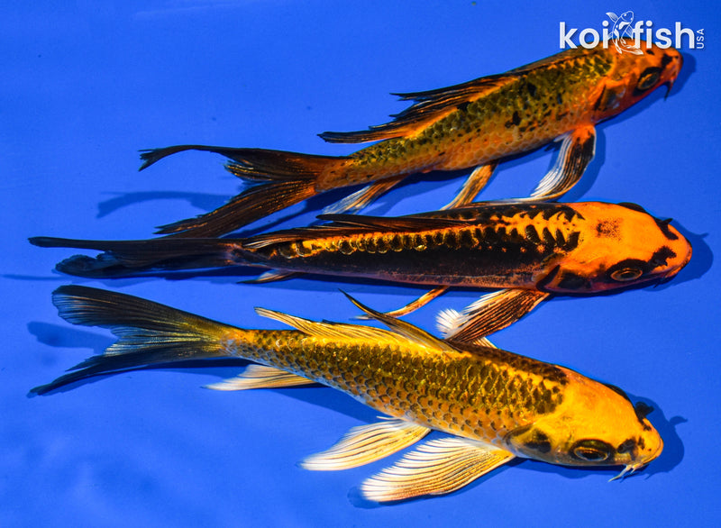 (3) 6-7" BUTTERFLY KOI