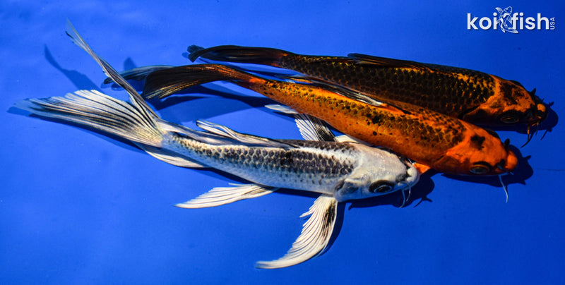 (3) 7-8" BUTTERFLY KOI