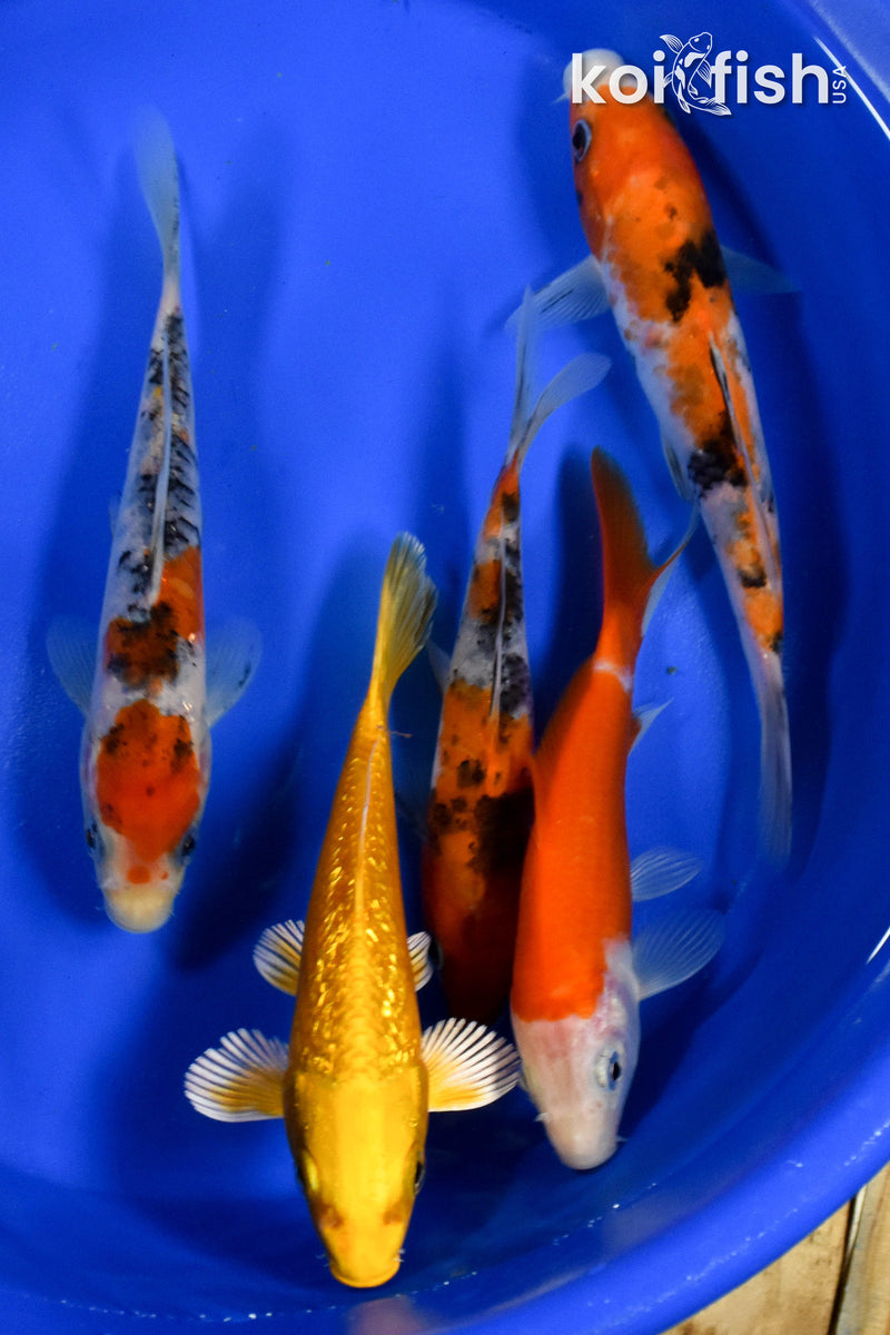 Exact Fish - Lot of (5) Assorted 5-6" Koi