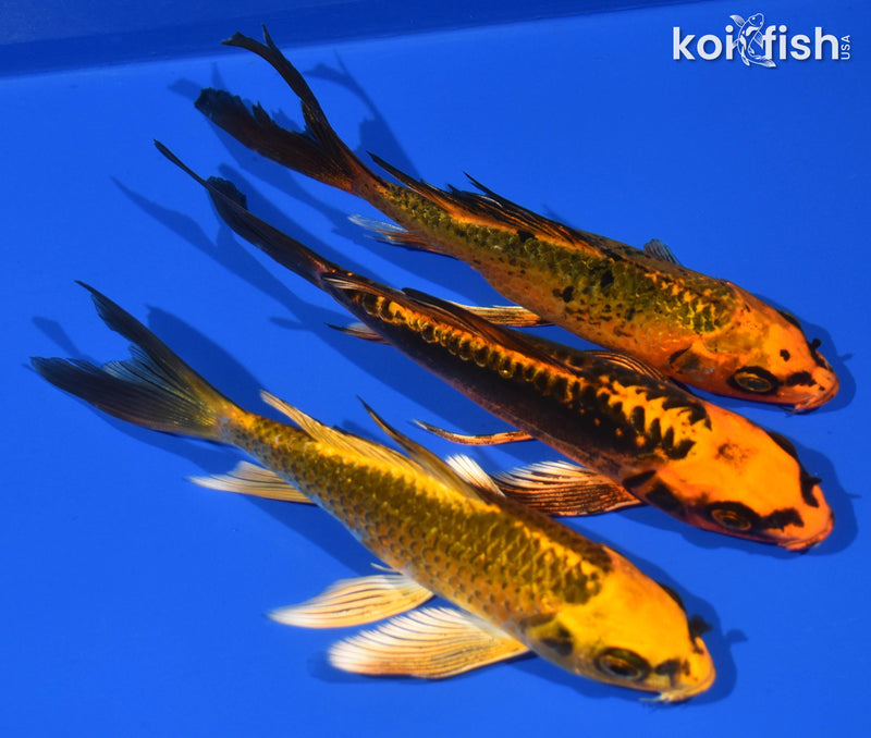 (3) 6-7" BUTTERFLY KOI