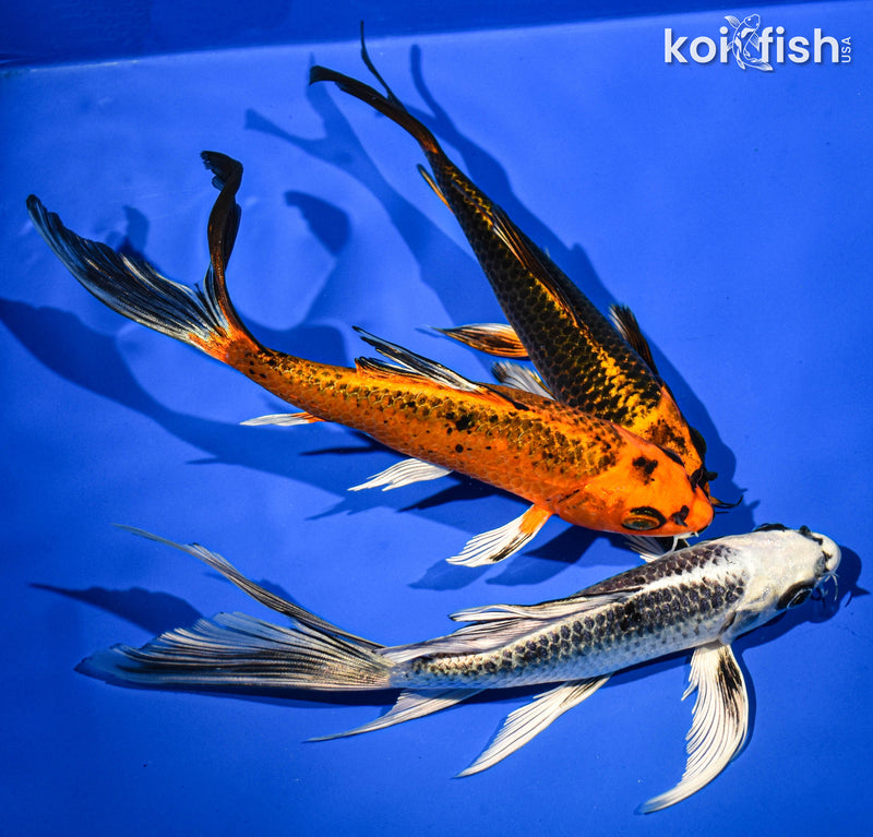 (3) 7-8" BUTTERFLY KOI