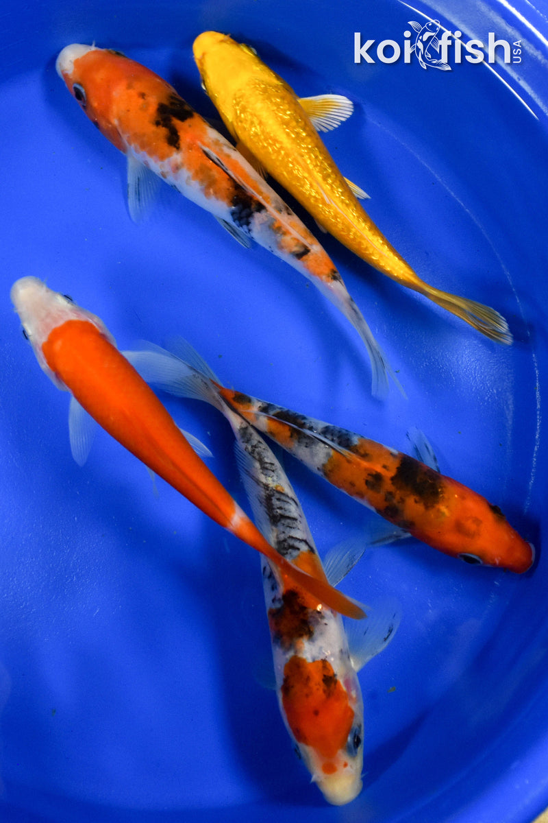 Exact Fish - Lot of (5) Assorted 5-6" Koi