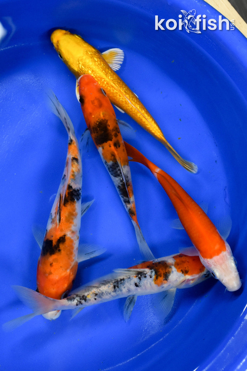 Exact Fish - Lot of (5) Assorted 5-6" Koi