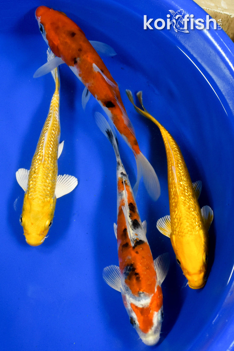 Exact Fish - Lot of (4) Assorted 5-6" Koi