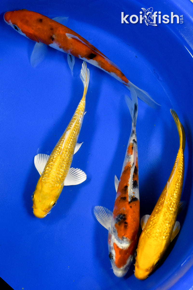 Exact Fish - Lot of (4) Assorted 5-6" Koi