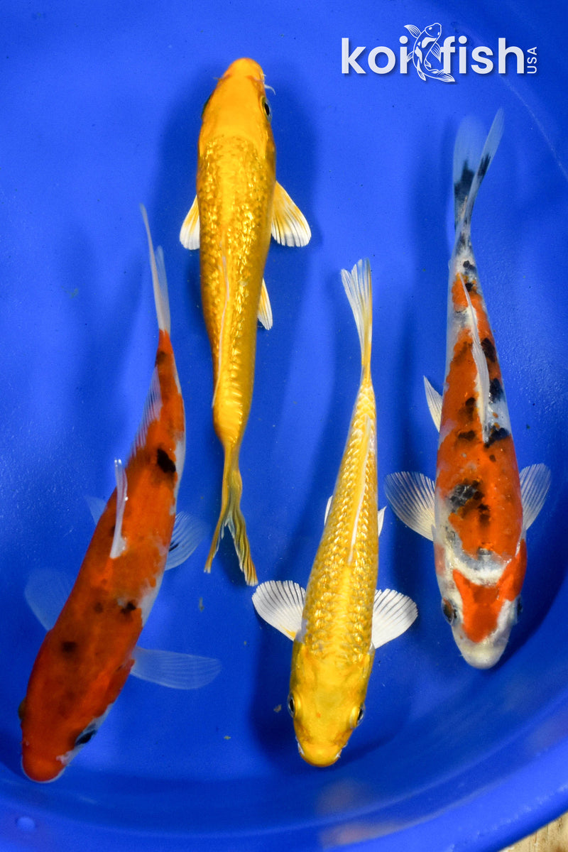 Exact Fish - Lot of (4) Assorted 5-6" Koi