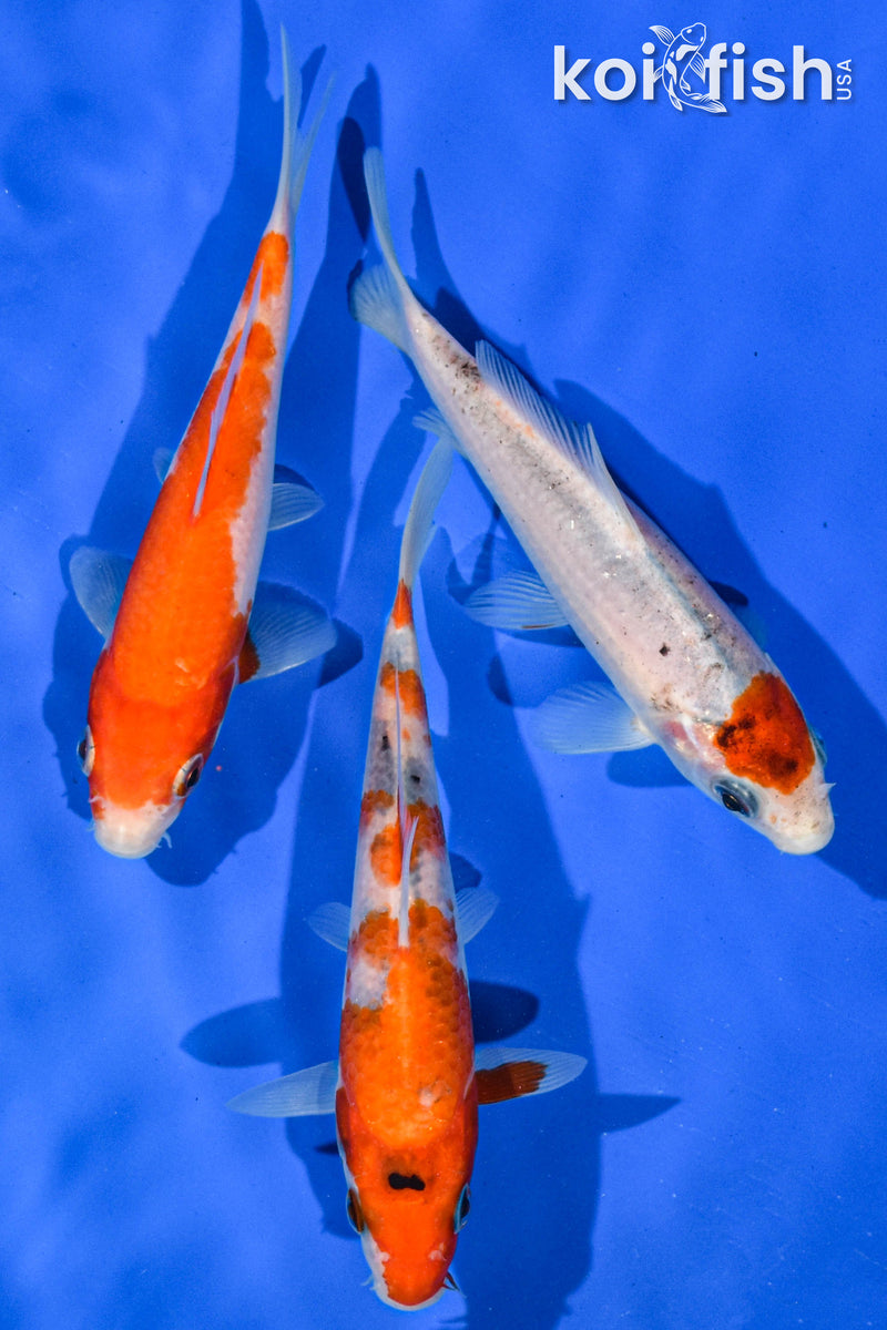 (3) 4-5" STANDARD KOI