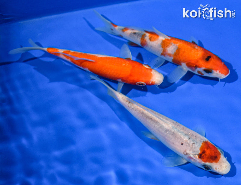 (3) 4-5" STANDARD KOI