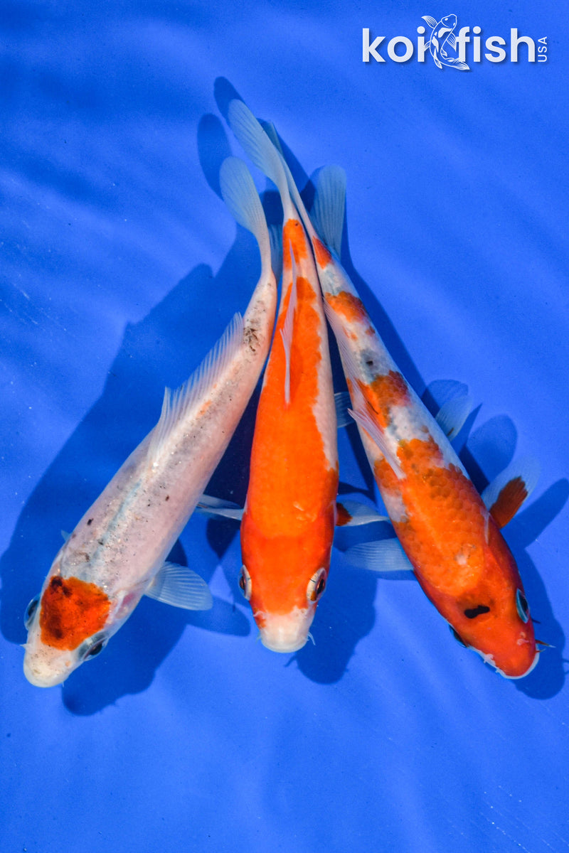 (3) 4-5" STANDARD KOI