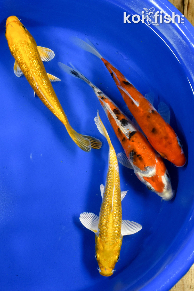 Exact Fish - Lot of (4) Assorted 5-6" Koi