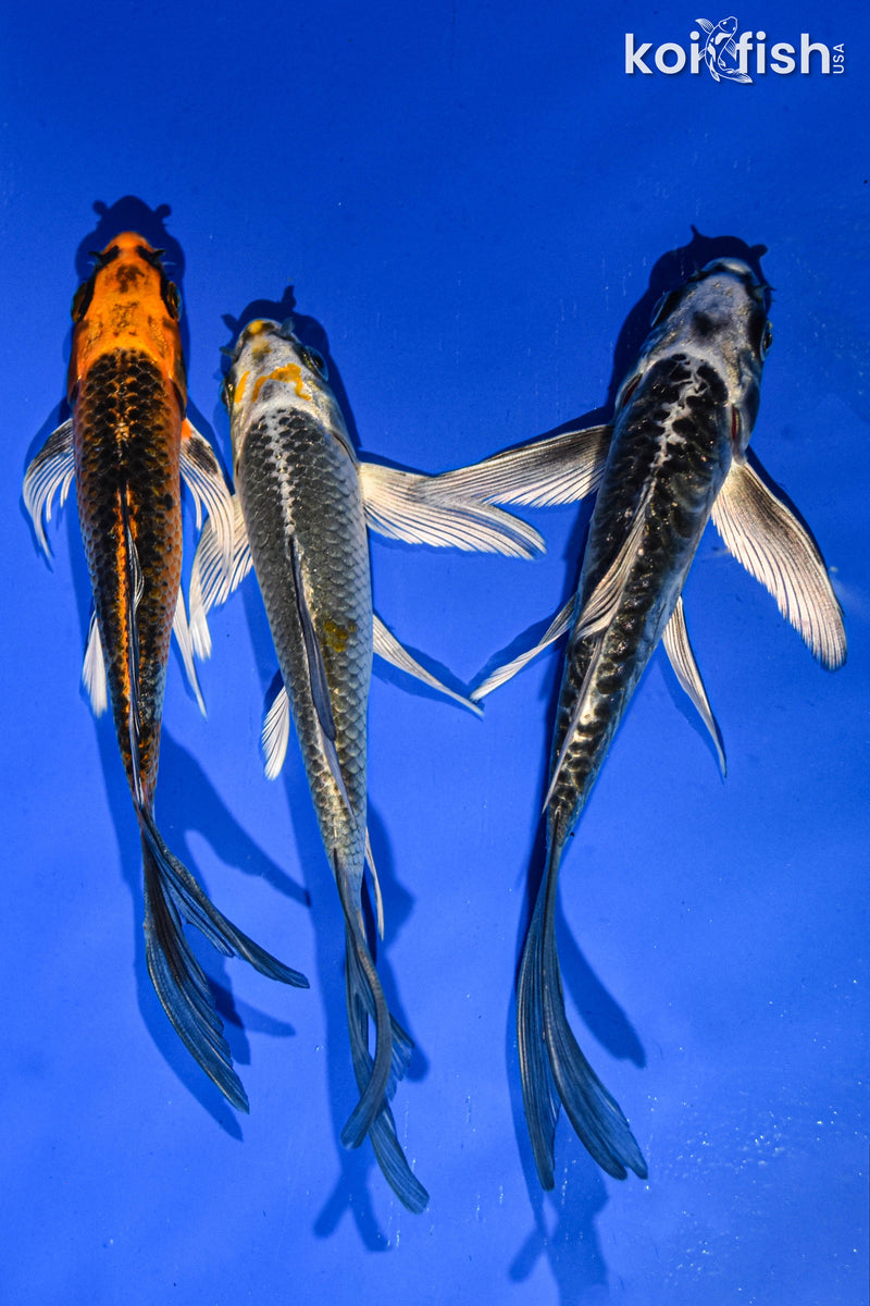 (3) 6-7" BUTTERFLY KOI