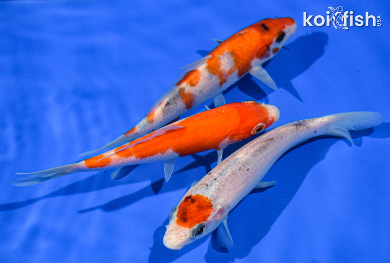 (3) 4-5" STANDARD KOI