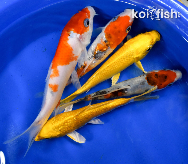 Exact Fish - Lot of (5) Assorted 5-6" Koi