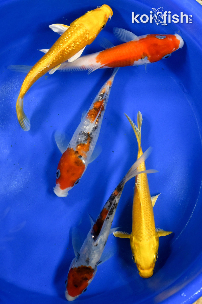 Exact Fish - Lot of (5) Assorted 5-6" Koi