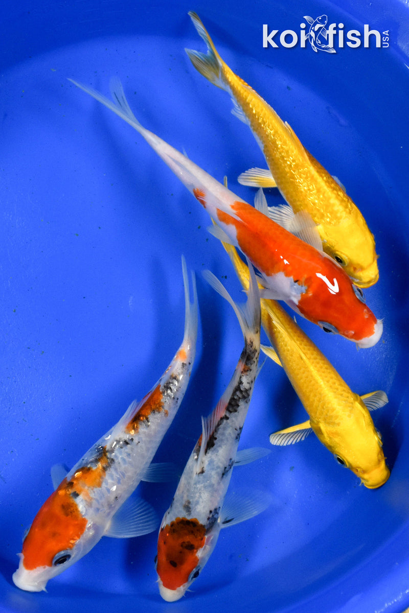 Exact Fish - Lot of (5) Assorted 5-6" Koi