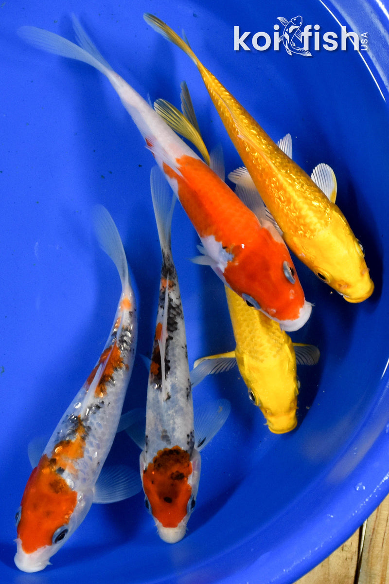 Exact Fish - Lot of (5) Assorted 5-6" Koi