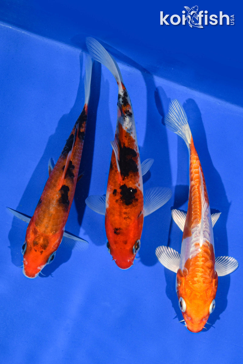 (3) 4-5" STANDARD KOI