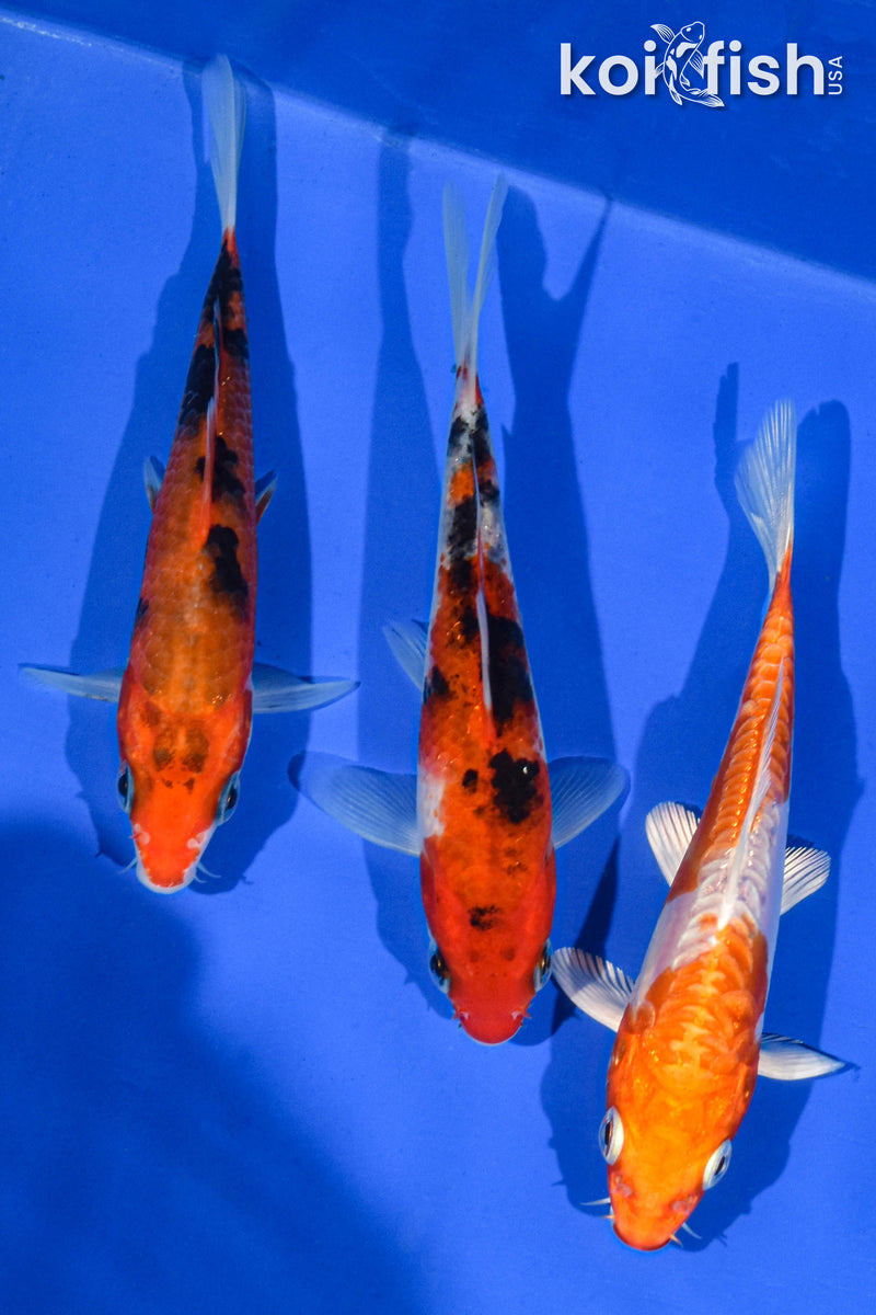 (3) 4-5" STANDARD KOI