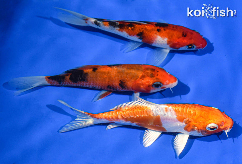 (3) 4-5" STANDARD KOI