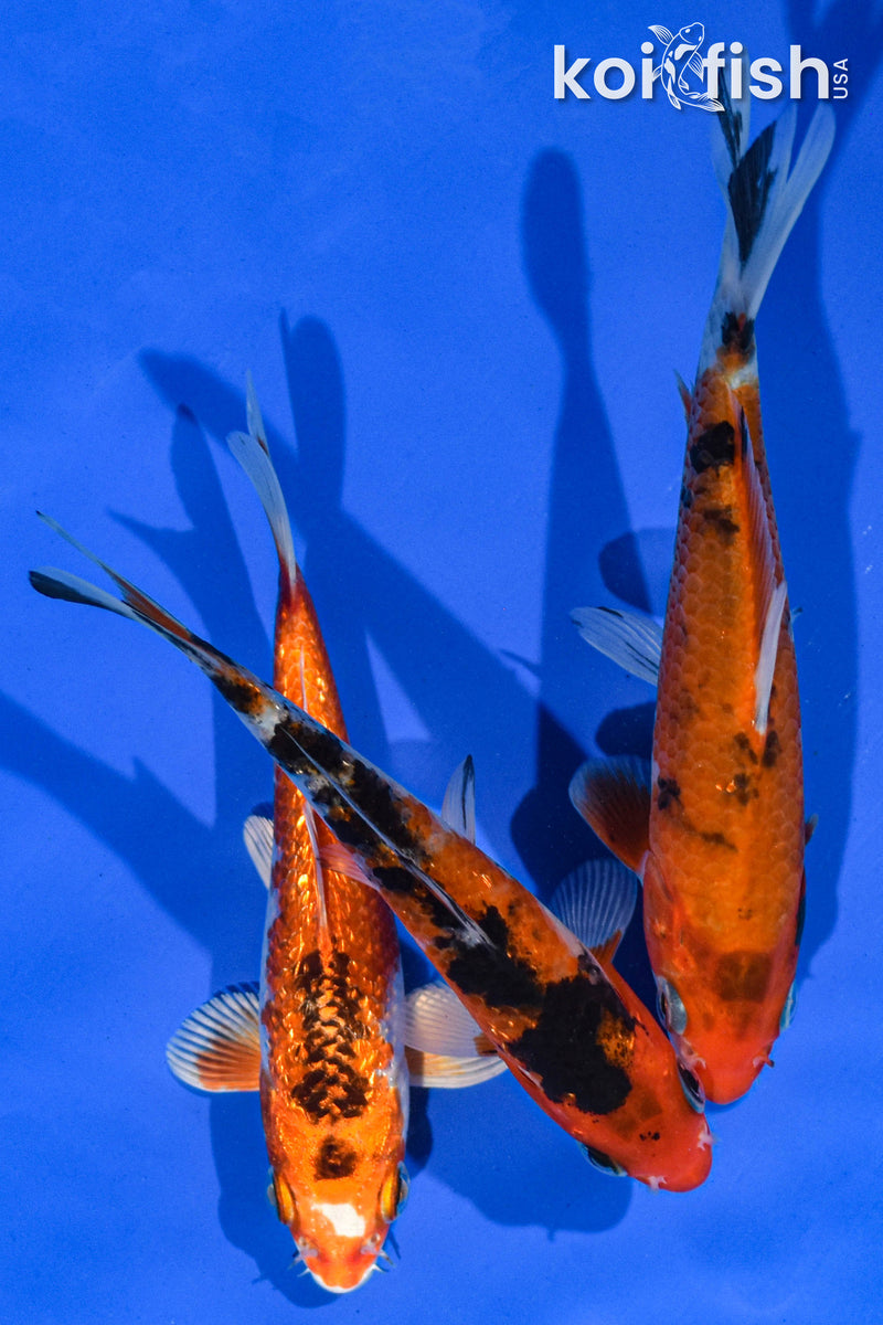 (3) 4-5" STANDARD KOI