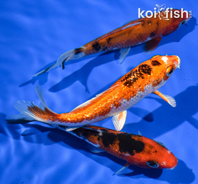 (3) 4-5" STANDARD KOI